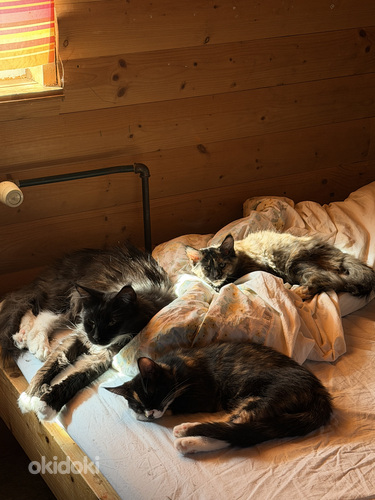 Maine-Coon kassipojad