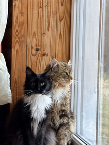 Maine-Coon kassipojad (3 foto / 6)