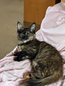 Maine-Coon kassipojad (6 foto / 6)