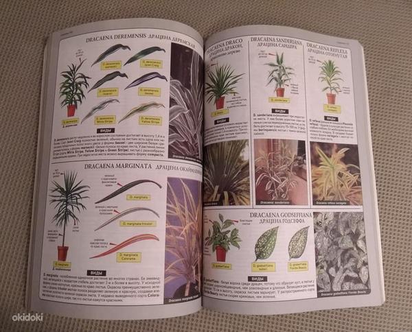 Книга "Все о комнатных растениях" (фото #2)