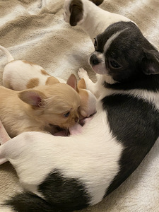 Müüa armas Chihuahua beebi. (3 foto / 3)