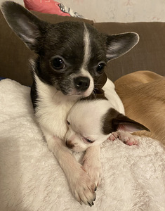 Müüa chihuahua kutsikas (3 foto / 4)