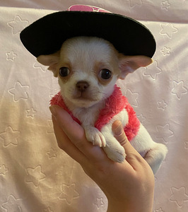Müüa chihuahua kutsikas (8 foto / 9)