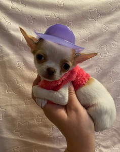 Müüa chihuahua kutsikas (9 foto / 9)