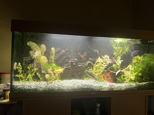 Akvaarium JUWEL Rio240 (2 foto / 2)