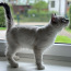 Невские маскарадные котята (фото #1)