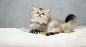 Шотландские котята (2 фото из 10)
