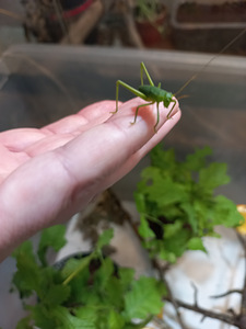 Hiidritsikad ( siliquofera grandis) (2 foto / 4)