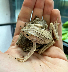 Konnad Polypedates otilophus (borneo eared frog) (2 foto / 2)