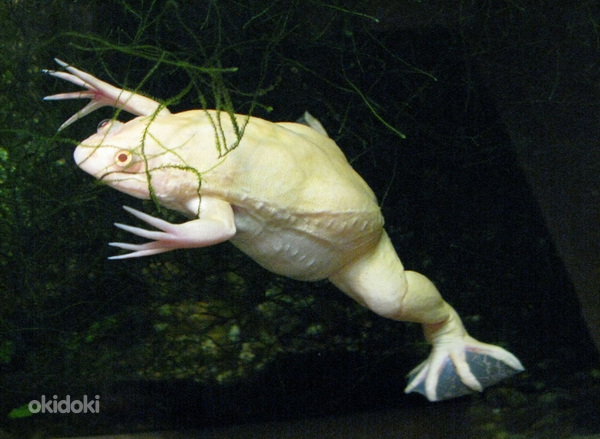 Водяная лягушка