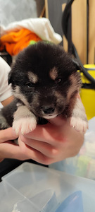 KUTSIKAD, HUSKY-HUNDI SEGU. (1 foto / 3)
