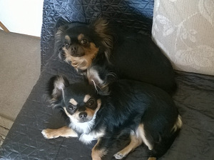 Chihuahua tüdtuk (3 foto / 3)