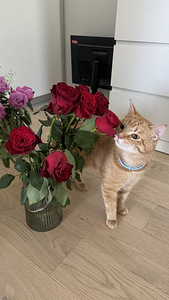 Отдам кота в добрые руки (1 фото из 5)