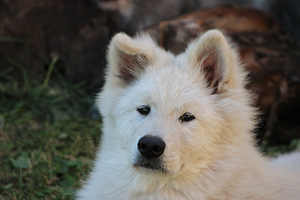 Eurasier (2 nuotrauka iš 5)
