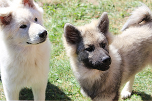 Eurasier (3 nuotrauka iš 5)