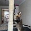 Maine Coon котят (фото #2)
