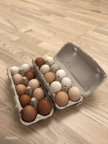 Куриные яйца (фото #1)