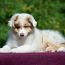 Australian shepherd puppies / Australijos aviganiai (nuotrauka #4)