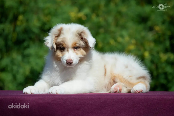 Australian shepherd puppies / Australijos aviganiai (nuotrauka #4)