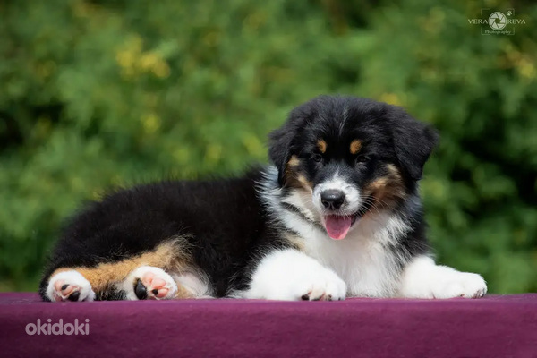 Australian shepherd puppies / Australijos aviganiai (nuotrauka #6)