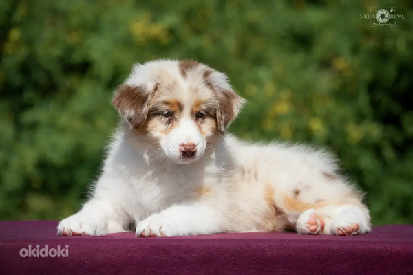 Australian shepherd puppies / Australijos aviganiai (nuotrauka #10)