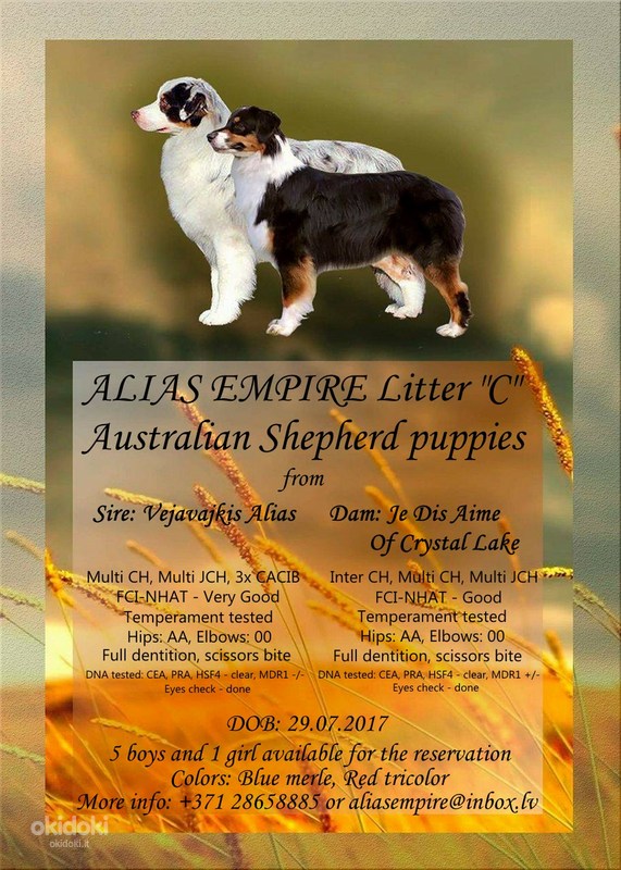 Australijos aviganiai (Australian Shepherd puppies) (nuotrauka #3)