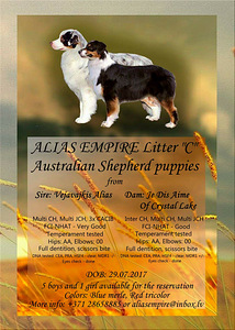 Australijos aviganiai (Australian Shepherd puppies) (3 nuotrauka iš 3)