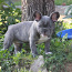 Blue french bulldog (foto #2)