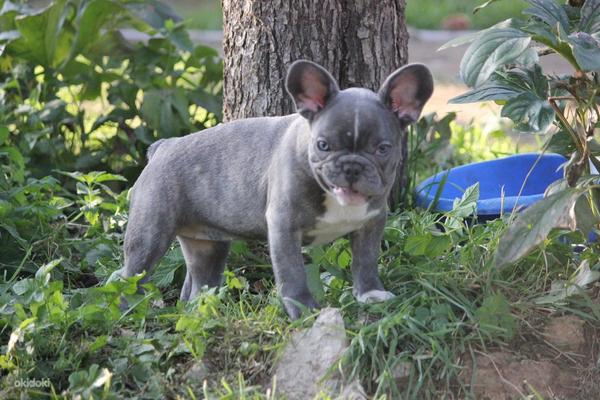 Blue french bulldog (foto #2)