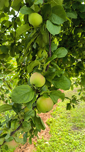 Müüa suvemaja Kiisa / Aespa, Harjumaa / Raplamaa (13 foto / 13)