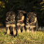 Vācu aitu suņu kucēni (foto #2)