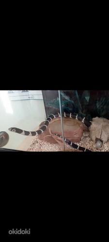 Калифорнийская королевская змея (фото #2)