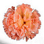 Гвоздика персиковая одиночная (фото #1)