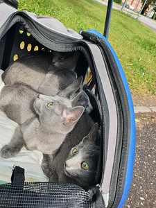 Русские голубые котята (4 фото из 4)