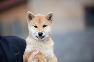 Shiba Inu Kutsikad (8 foto / 8)