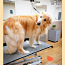 Уход за шерстью домашних животных в салоне «SJUST grooming». (фото #2)