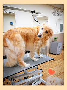 Lemmikloomade karva hooldus salongis "SJUST grooming" (2 foto / 10)