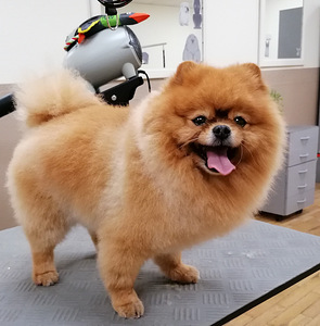 Lemmikloomade karva hooldus salongis "SJUST grooming" (5 foto / 10)