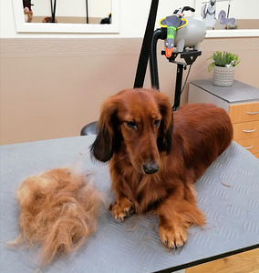 Lemmikloomade karva hooldus salongis "SJUST grooming" (9 foto / 10)