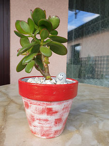 Rahapuu Toataim Krassula Ovata Toataimed (6 foto / 8)