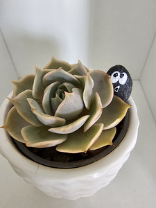 Toataim sukulent soomuslehik Echeveria (1 foto / 7)