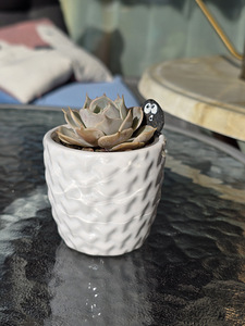 Toataim sukulent soomuslehik Echeveria (2 foto / 7)