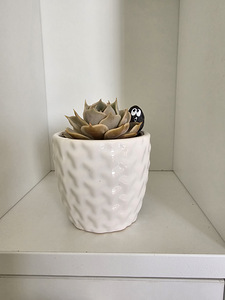 Toataim sukulent soomuslehik Echeveria (6 foto / 7)