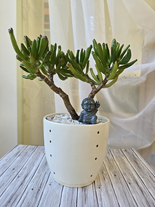 Toataim rahapuu krassula Golum taimed lill (8 foto / 10)