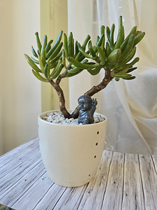 Toataim rahapuu krassula Golum taimed lill (10 foto / 10)