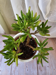 Rahapuu toataim Krassula Golum taimed lill Sukulent (4 foto / 9)