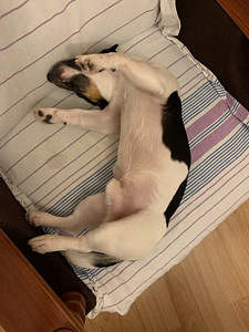 Jack Russell (7 foto / 7)