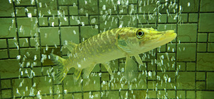 Akvaarium Juwel 120 L. (2 foto / 8)