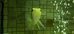 Akvaarium Juwel 120 L. (3 foto / 8)