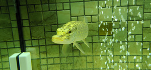 Akvaarium Juwel 120 L. (6 foto / 8)